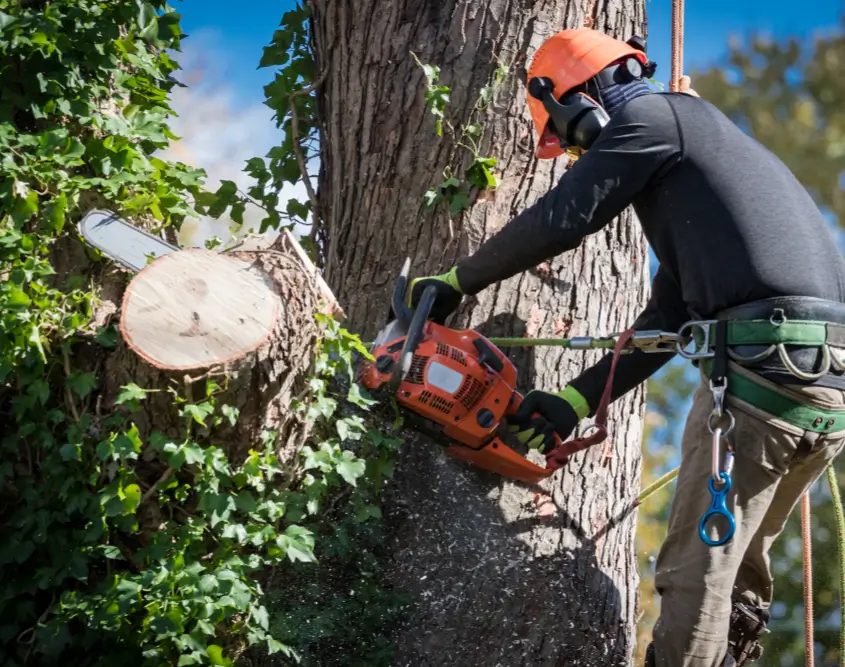 Tree Pruning Neerim South